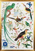 Exotic Birds, John James Audubon